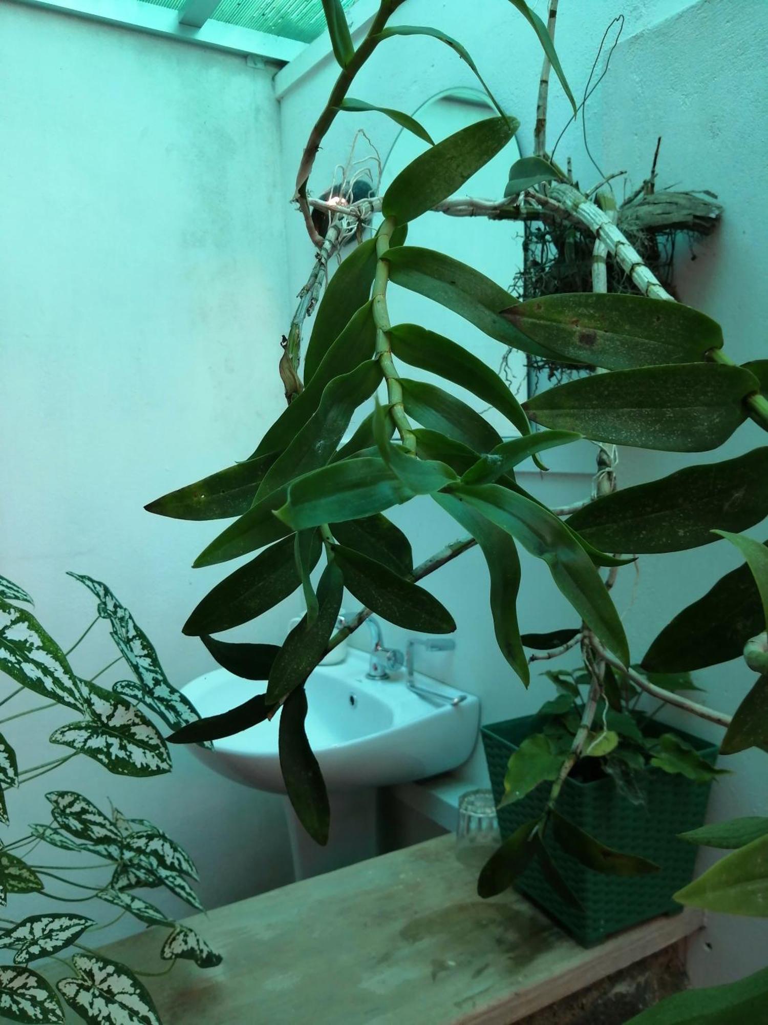 Apartmán Ibis Udawalawe Exteriér fotografie